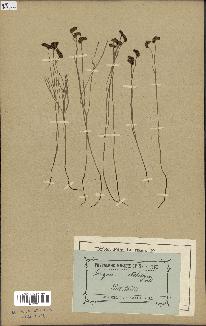 spécimen de Schizaea dichotoma