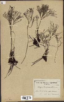 spécimen de Schizaea dichotoma