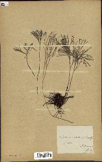 spécimen de Schizaea dichotoma