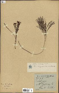 spécimen de Schizaea dichotoma