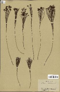 spécimen de Schizaea dichotoma