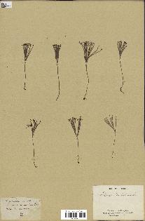 spécimen de Schizaea dichotoma