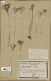 spécimen de Schizaea dichotoma