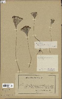 spécimen de Schizaea dichotoma