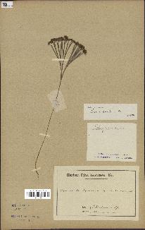 spécimen de Schizaea dichotoma