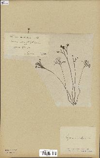 spécimen de Schizaea dichotoma