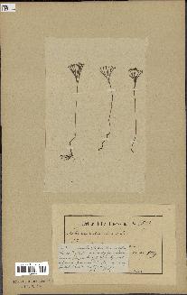 spécimen de Schizaea dichotoma