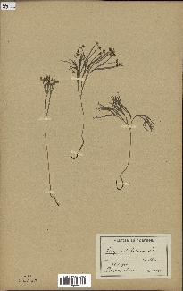 spécimen de Schizaea dichotoma