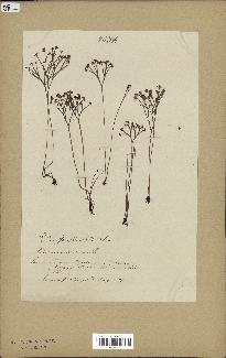 spécimen de Schizaea dichotoma