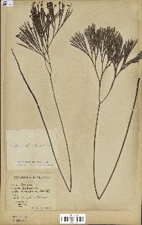 spécimen de Schizaea dichotoma