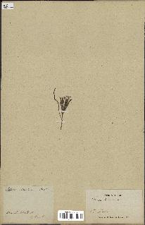 spécimen de Schizaea dichotoma