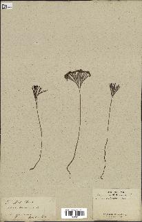 spécimen de Schizaea dichotoma