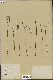 spécimen de Schizaea dichotoma