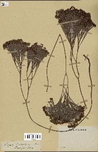 spécimen de Schizaea dichotoma