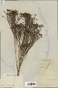 spécimen de Schizaea dichotoma