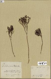 spécimen de Schizaea dichotoma
