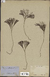 spécimen de Schizaea dichotoma