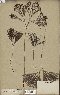 spécimen de Schizaea dichotoma