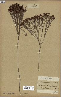 spécimen de Schizaea dichotoma