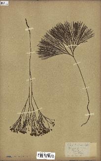 spécimen de Schizaea dichotoma