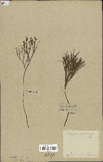 spécimen de Schizaea dichotoma