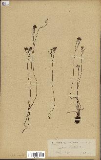 spécimen de Schizaea dichotoma