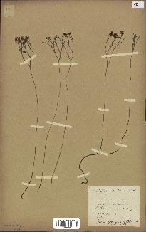 spécimen de Schizaea dichotoma