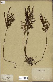 spécimen de Anemia tomentosa