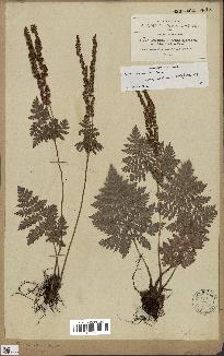 spécimen de Anemia tomentosa