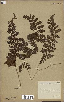 spécimen de Anemia tomentosa