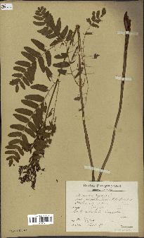 spécimen de Osmunda regalis