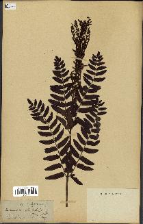 spécimen de Osmunda regalis