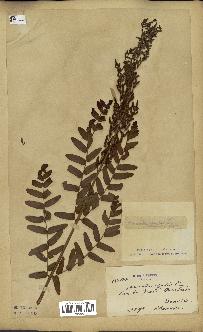 spécimen de Osmunda regalis