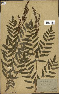 spécimen de Osmunda regalis