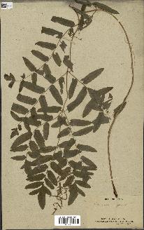 spécimen de Osmunda regalis