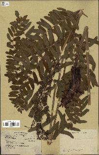 spécimen de Osmunda regalis