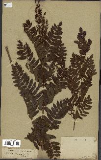 spécimen de Osmunda regalis