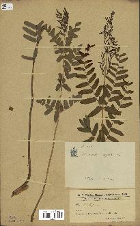 spécimen de Osmunda regalis