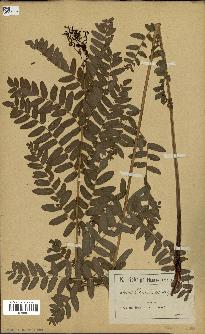 spécimen de Osmunda regalis