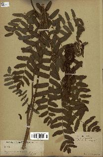 spécimen de Osmunda regalis