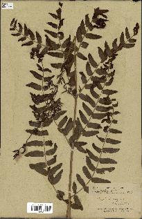 spécimen de Osmunda regalis