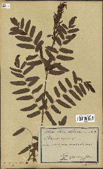 spécimen de Osmunda regalis