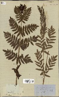 spécimen de Osmunda regalis