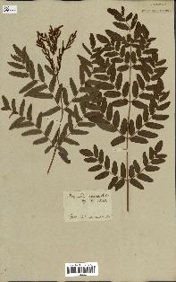 spécimen de Osmunda regalis