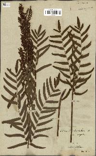 spécimen de Osmunda regalis