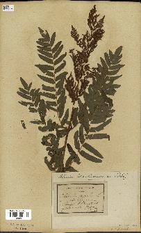 spécimen de Osmunda regalis