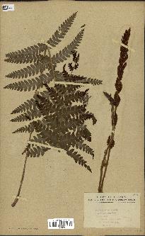 spécimen de Osmunda cinnamomea