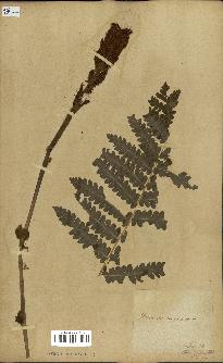 spécimen de Osmunda cinnamomea