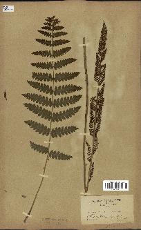 spécimen de Osmunda cinnamomea