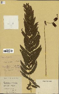 spécimen de Osmunda cinnamomea